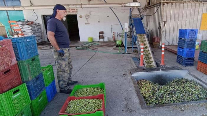 Erken hasat zeytin sıkımı başladı