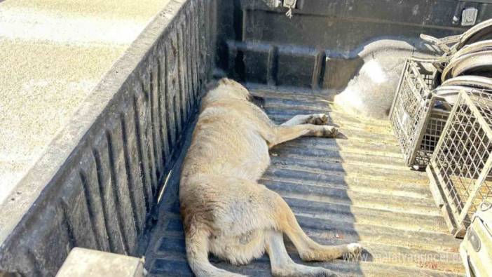 Bitkin düşen köpek tedavi edildi