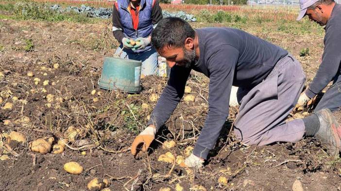 Kışlık patates hasadı başladı