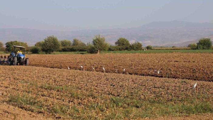 Aydın’da su kuşları çiftçilerin tarladaki yoldaşı oluyor