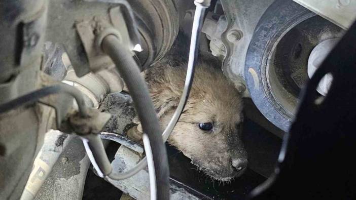 Aracın motoruna sıkışan köpek kurtarıldı