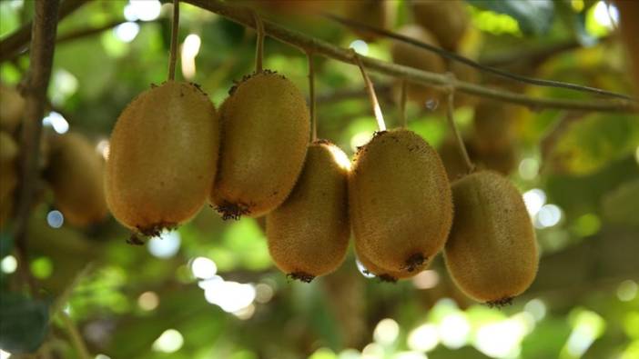 Tescilli Ordu kivisinin hasadına 15 gün kaldı