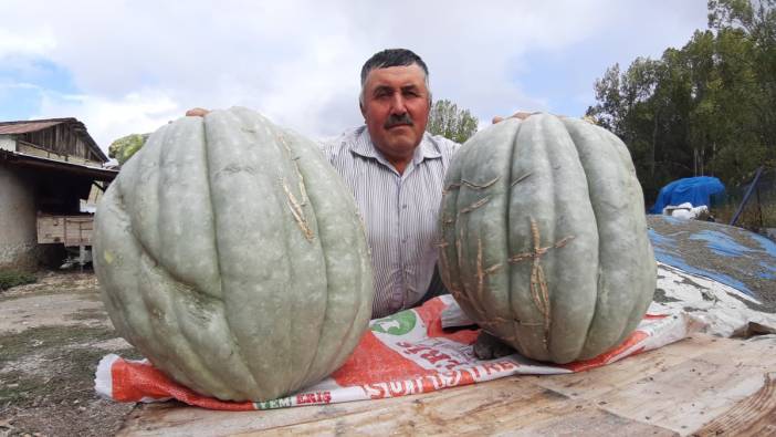 Köküne attı bal kabağı 40 kilo oldu