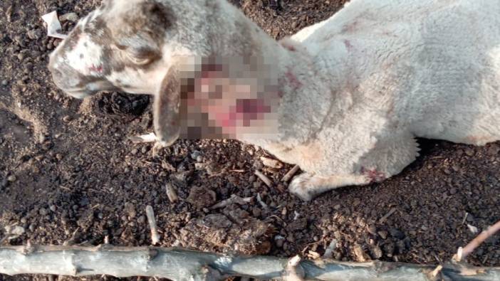 Bursa'da ağıla giren sokak köpekleri 13 koyunu yaraladı