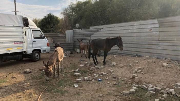 Vatandaşa en çok at ve eşek eti yedirilen iki il! Bakanlık işletmeleri tek tek ifşa etti