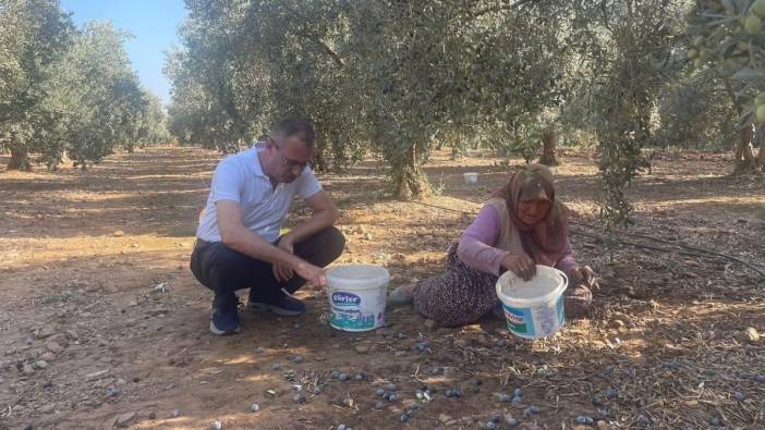 Kaymakam zeytin topladı