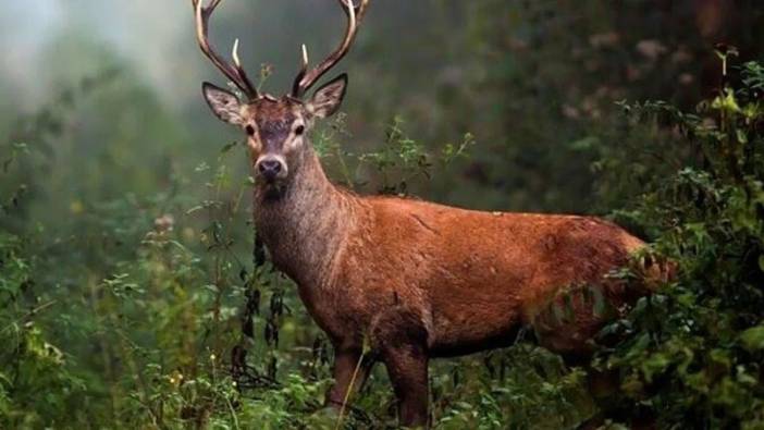 Kastamonu'da geyik avcılarına rekor ceza