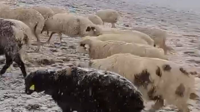 Tokat'ta yaylada otlayan koyunlar kar altında kaldı