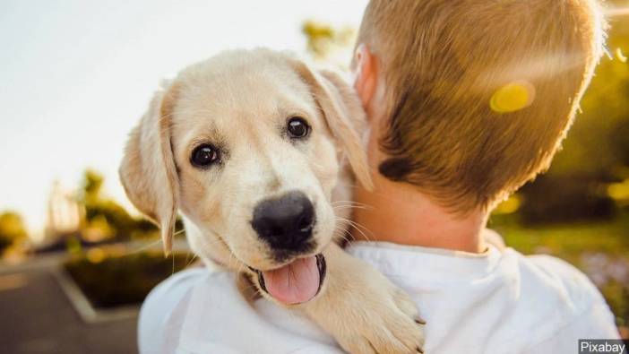 Köpek beyni hangi sese duyarlı olduğu ortaya çıktı! İşte uzman görüşleri ve bilimsel araştırmalar...