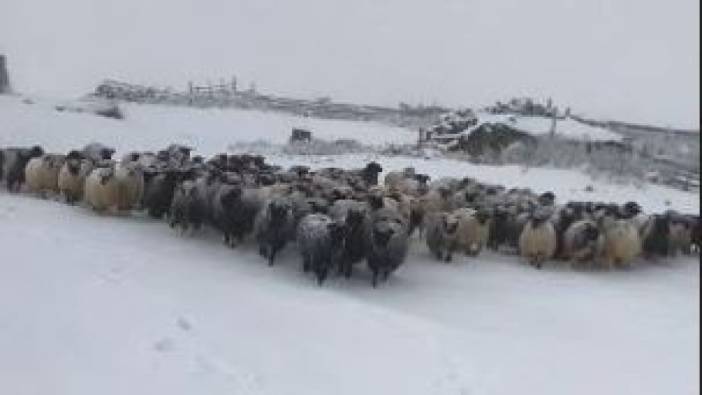 Kar çobanlara zor anlar yaşattı