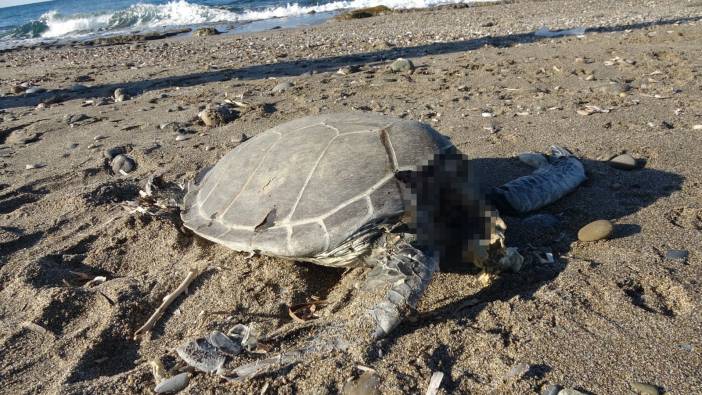 Caretta carettaların feci ölümü