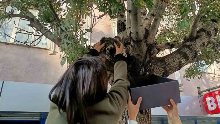 Ağaçtan aşağı inmeyen yavru kedi bakın nasıl ikna edildi