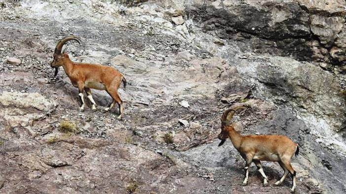 Muğla’da kaçak avcılık yapan kişiye para cezası kesildi