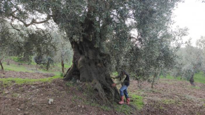 Bin 700 yıllık ağaçlar, zeytin veriyor