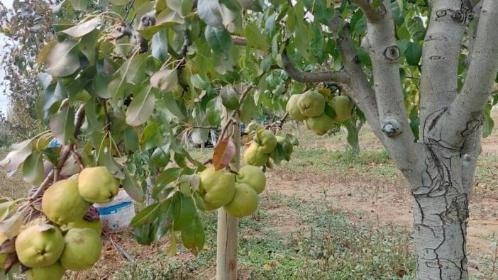 Amatör olarak başladı profesyoneli oldu! Yüksek tansiyonu önleyip kalbi koruyor