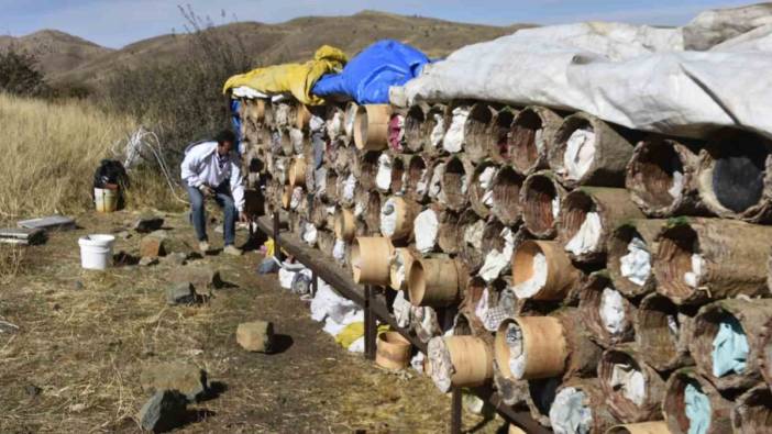 Dağlarda yetişiyor gübreyle sıvanıyor. Kilosu 2 bin liraya satılıyor