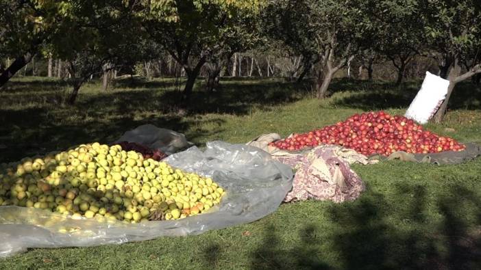 Van Erciş’te elma hasadı başladı