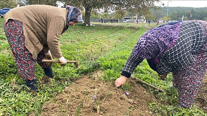 Karabük'te hasadı başladı! Kilosu 500 bin TL olacak