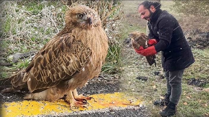 Polisten yaralı Kızıl Şahin'e şefkat eli! Yol kenarında bulundu