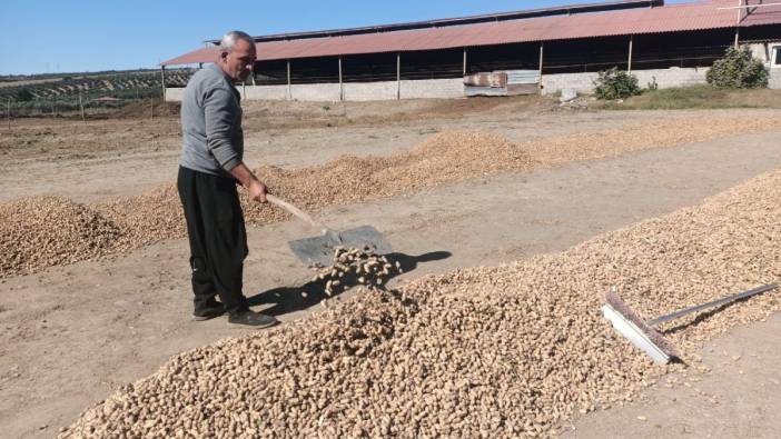 Fıstık üreticisinin hali perişan: Keşke ekmeseydik, tarlada kalsa bundan daha iyiydi