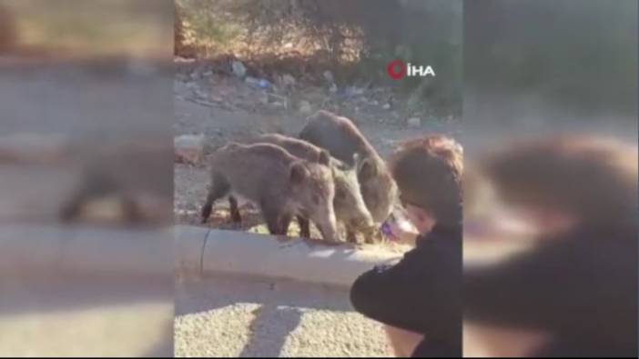 Aç kalan yaban domuzlarını yaş mamayla beslediler