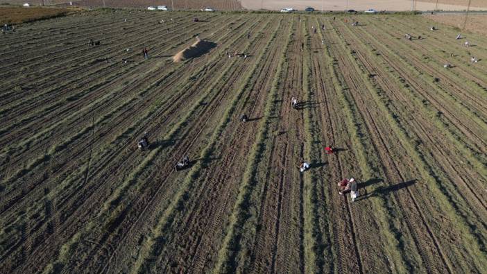 'Afara' var dedi vatandaşlar tarlaya akın etti. 30 ton toplayan çiftçi hasadı bitirdi