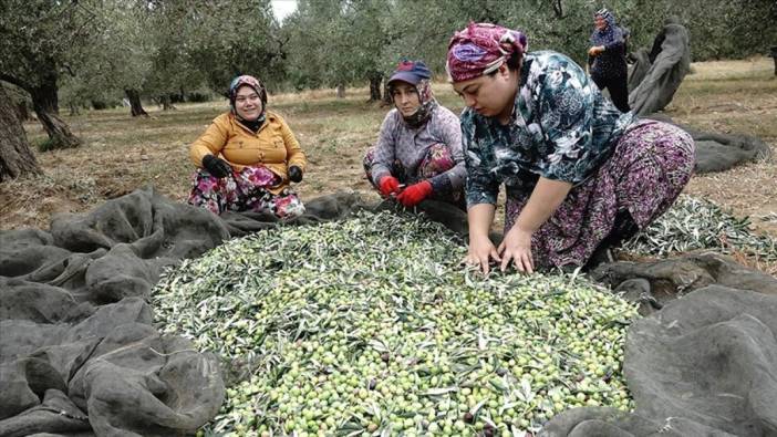 Zeytin üreticileri yağmur beklentisi