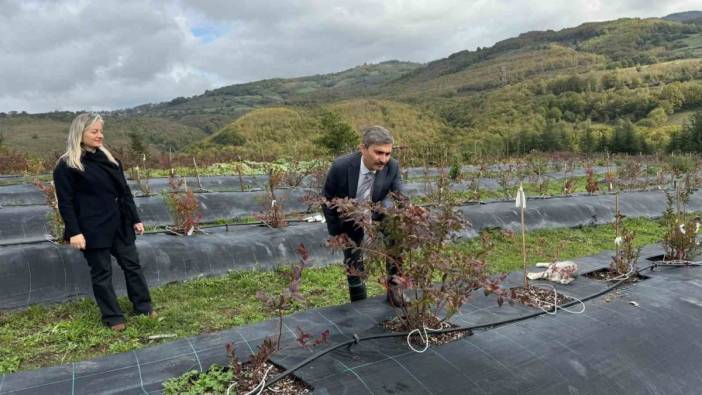 Düzce İl Özel İdaresi Genel Sekreteri örnek tarlada incelemelerde bulundu