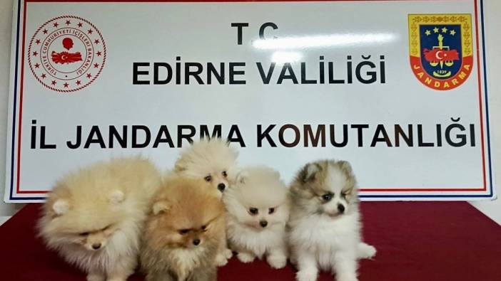 Cins köpekler jandarmaya takıldı