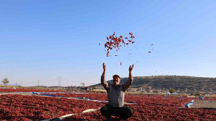 Türk mutfağının vazgeçilmezi: Hasat dönemi başladı