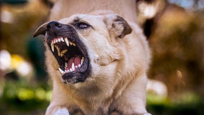 Esenyurt’ta başıboş köpekler sokaktaki çocuğa saldırdı! Isırılan çocuk feci şekilde yaralandı.