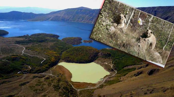 Nemrut'ta ayı saldırılarına karşı önlem! Ziyaretçilere kapatıldı