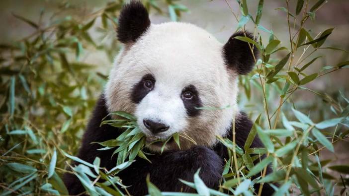 Araştırmacılar şok içinde! 100 bin yıllık panda fosilleri bulundu