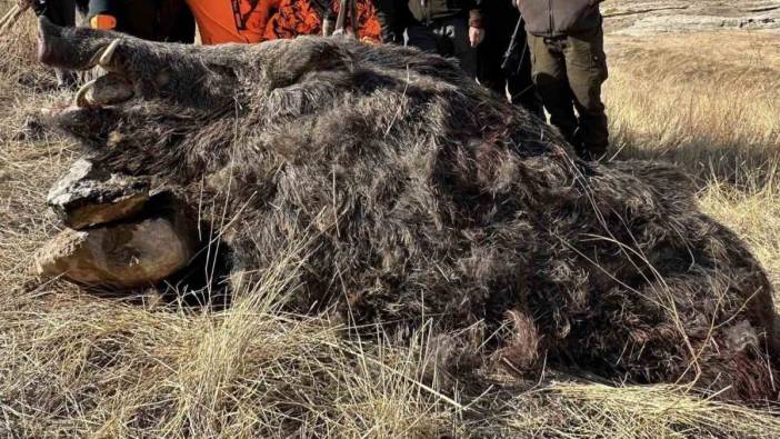 Avcılar'ın yakaladığı 300 kiloluk domuz hayrete düşürdü