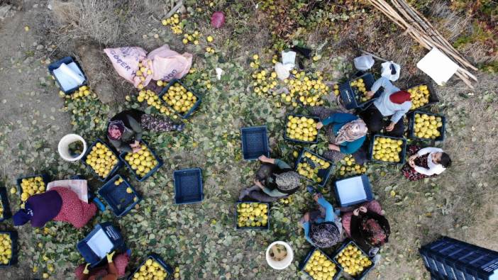 'Sarı altın'ın hasadı başladı tarlada kilosu sudan ucuz. Rusya, Romanya ve Arap ülkeleri sıraya girdi