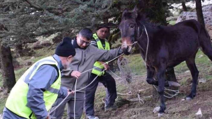 Ölümü bekleyen katıra şefkat eli