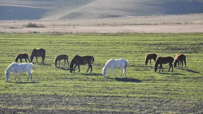 Kars'ta yılkı atları ovada yiyecek arıyor