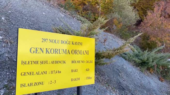 Yozgat’ta ‘Doğu Kayını’ koruma altına alındı