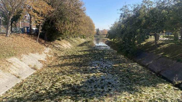 Sonbaharda dökülen yapraklar Porsuk Çayı yüzeyini kapladı