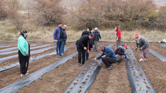 Tatlısu Köyü'nün hedefi: Çileğin merkezi olmak