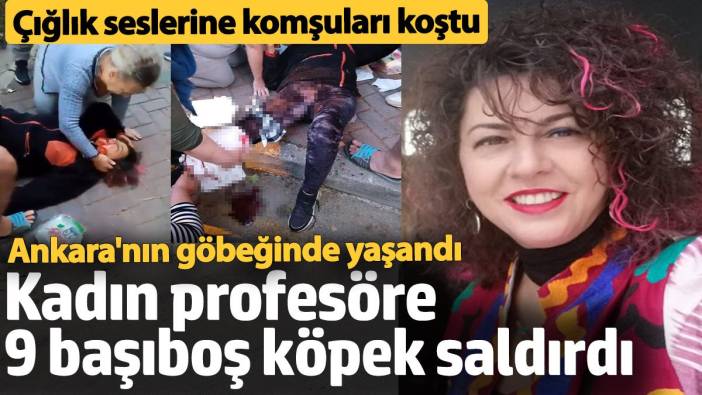 Ankara'nın göbeğinde Prof. Dr. Meliha Yılmaz'a 9 köpek saldırdı! Çığlık seslerine komşuları koştu