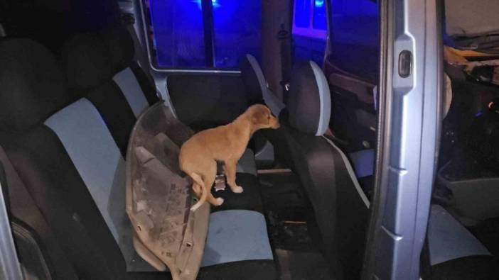 Ereğli'de sürücü yayaya çarptı, kaçarken köpek bıraktı