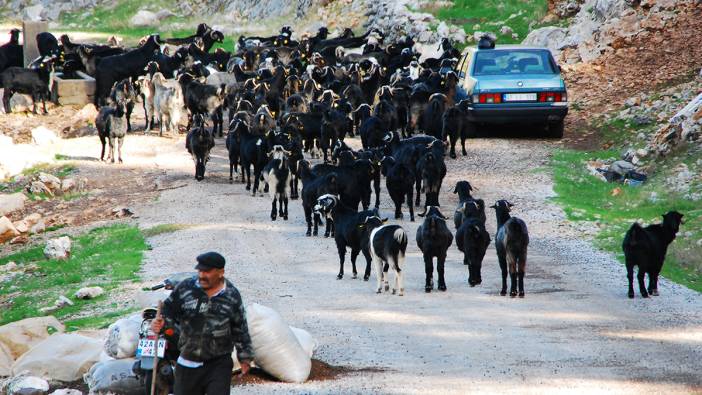 Yörüklerin yaylalardan geri dönüşü başladı