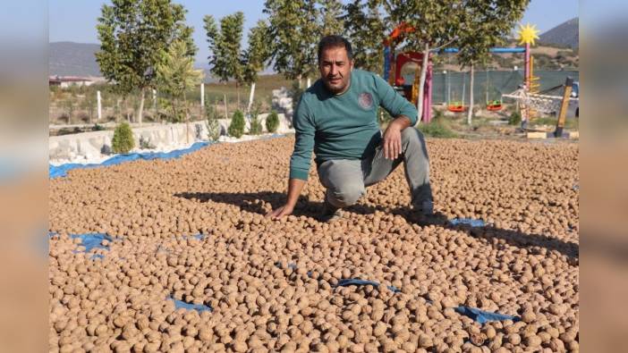 Denizli ceviz üretiminde zirveye koşuyor