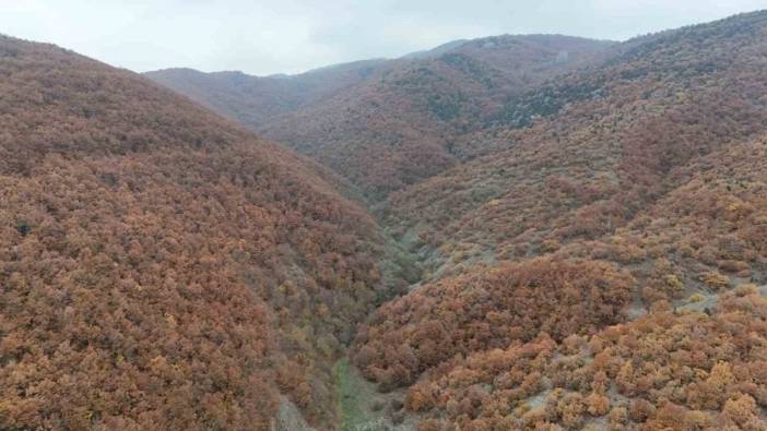 Sonbahar rüzgarı Bilecik'te ağaçları renklendiriyor