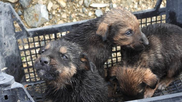 Hatay'da boruya sıkışan yavru köpekler kurtarıldı