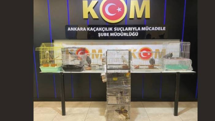 Çanakkale'de kaçakçılık operasyonu: 63 papağana el konuldu