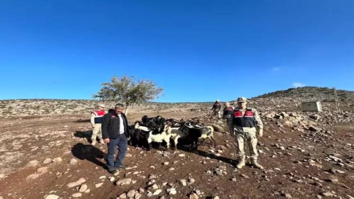 Kilis'te kaybolan 28 koyunu jandarma ekibi buldu