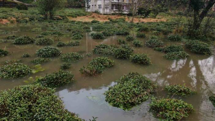 Rize’deki şiddetli yağış sonrası tarım arazileri göle döndü