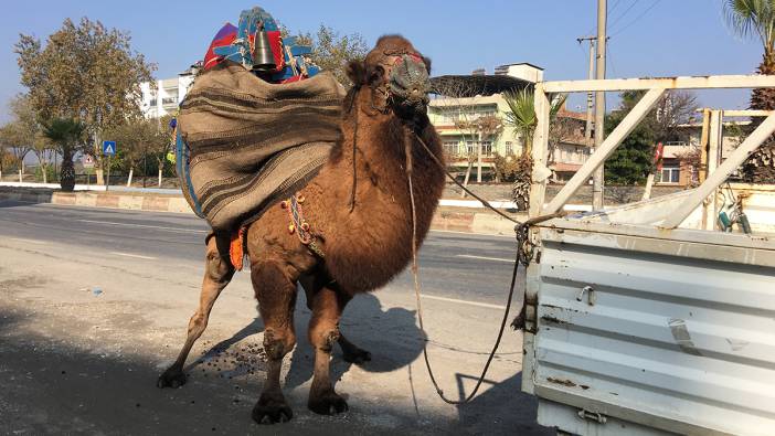 Aydın’da güreşte galibiyet için antrenman yapıyor